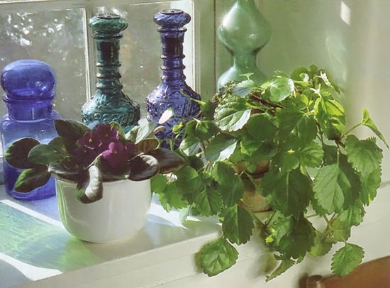 
Swedish ivy (right), also known as creeping Charlie, is an easy keeper with shiny leaves.
